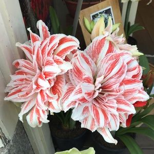 Meet your Posher, Allyson